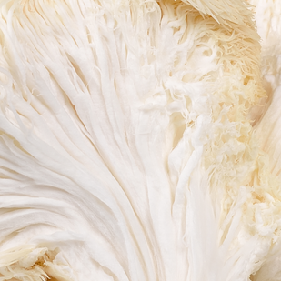 LION'S MANE MUSHROOM EXTRACT | 500mg per serving